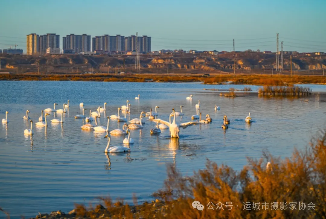 《盐池来了大天鹅》（组照）_河东影像