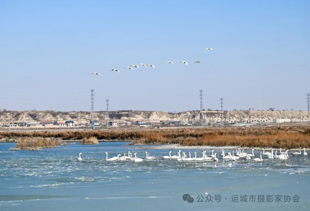 《盐池来了大天鹅》（组照）_河东影像