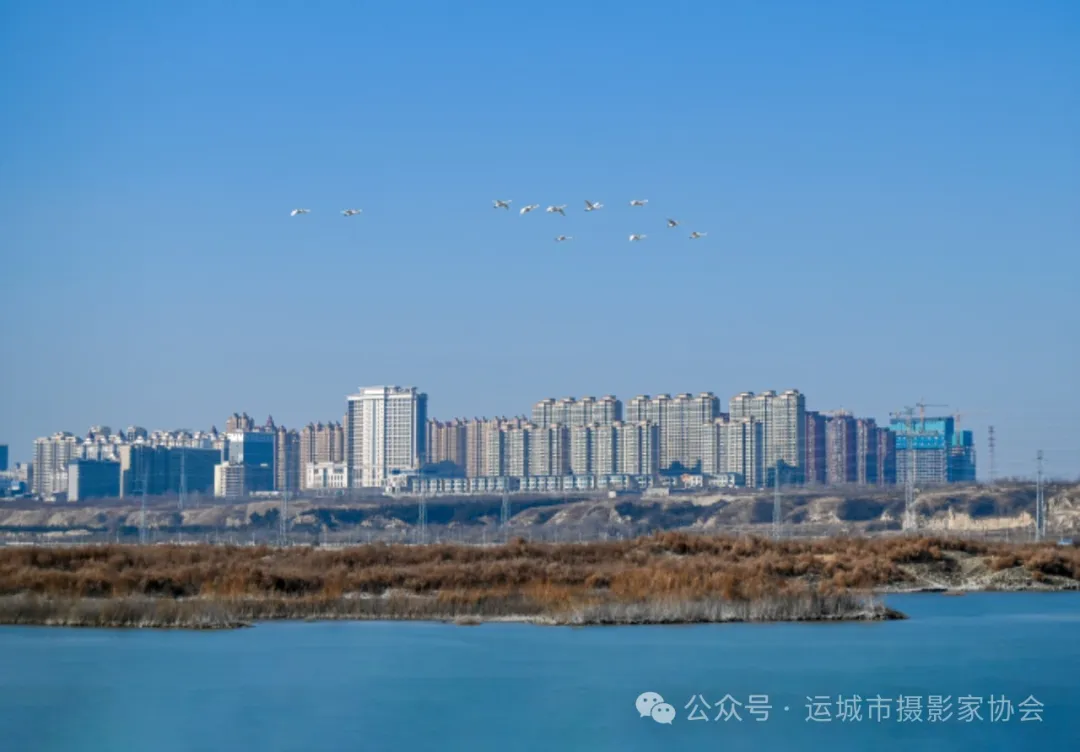 《盐池来了大天鹅》（组照）_河东影像