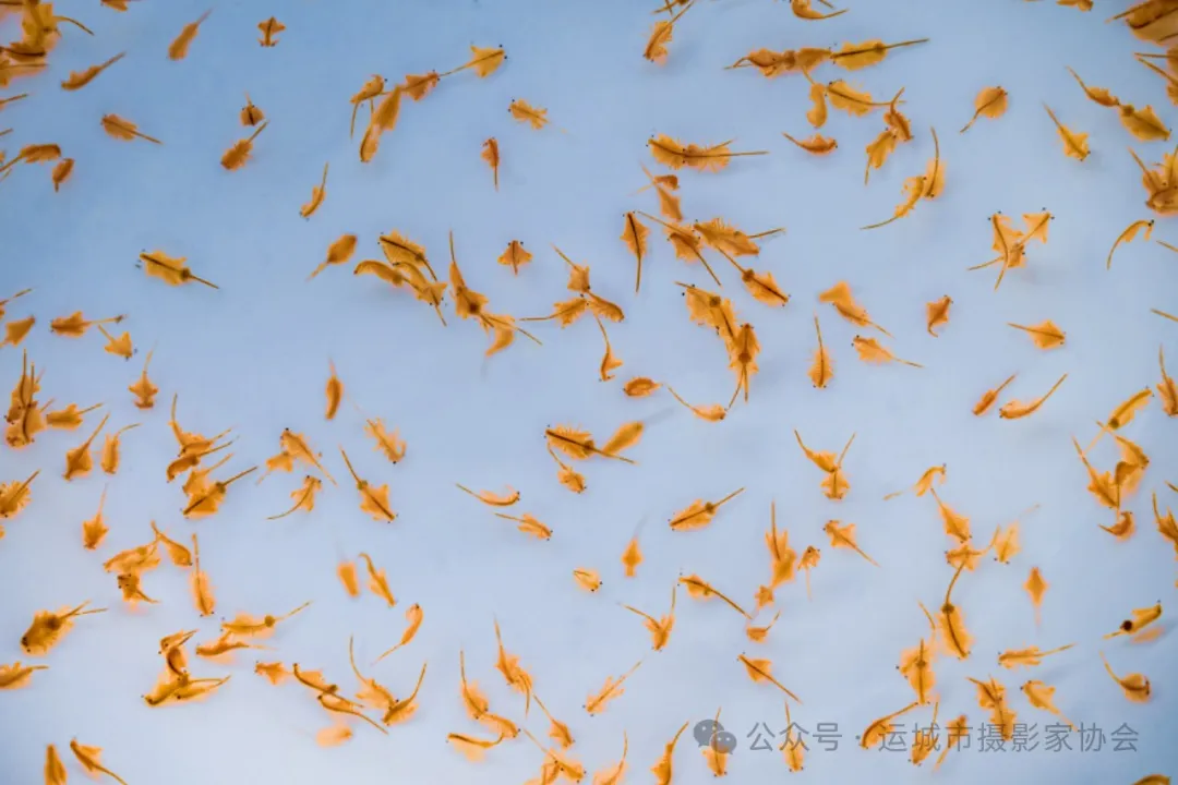 盐水虫_河东影像