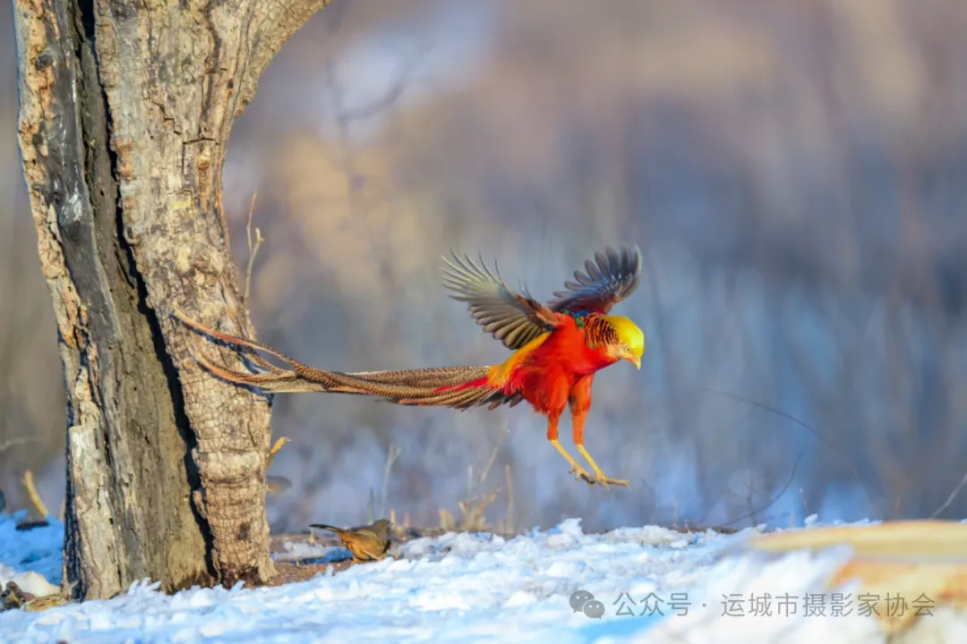 红腹锦鸡（组照）_河东影像