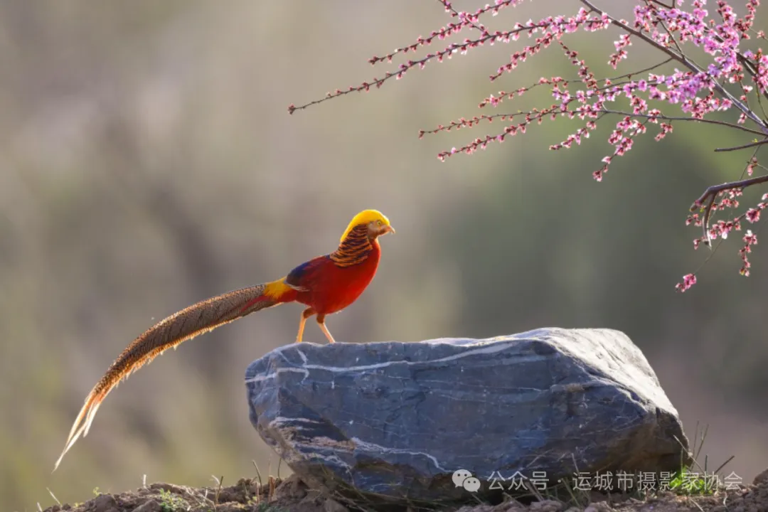 红腹锦鸡（组照）_河东影像