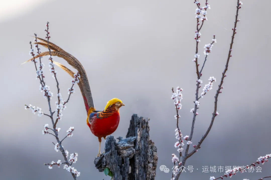 红腹锦鸡（组照）_河东影像