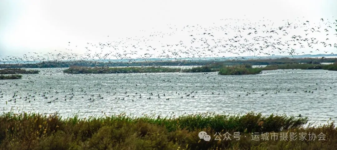 万千鸟语飘_河东影像