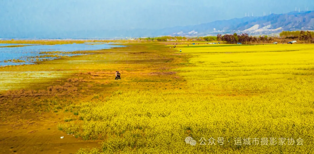 油菜花开满地金_河东影像