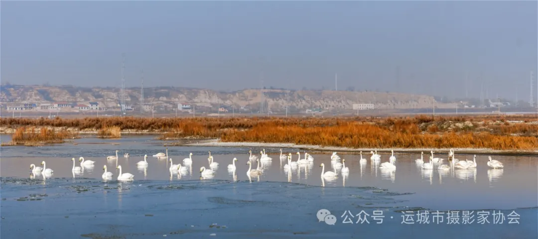 运城盐湖白天鹅_河东影像