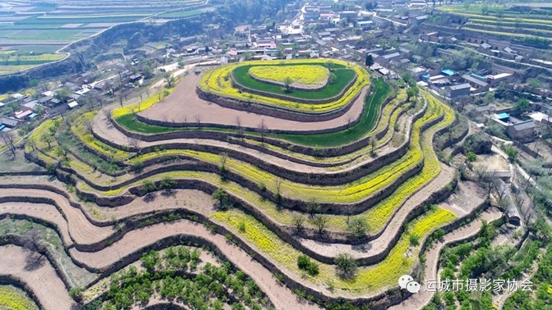 板蓝花开_河东影像