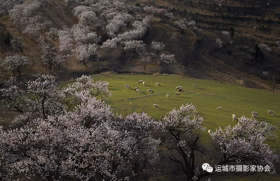 山乡春早_河东影像