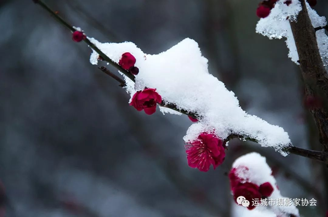 红梅映雪_河东影像