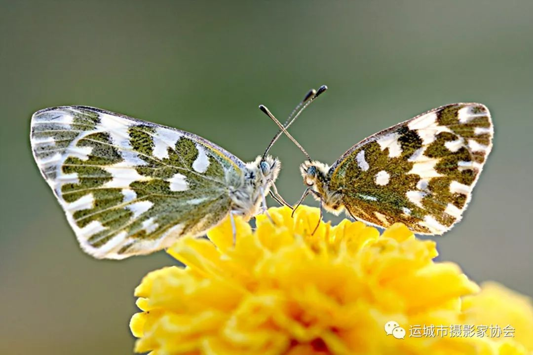 花与虫_河东影像