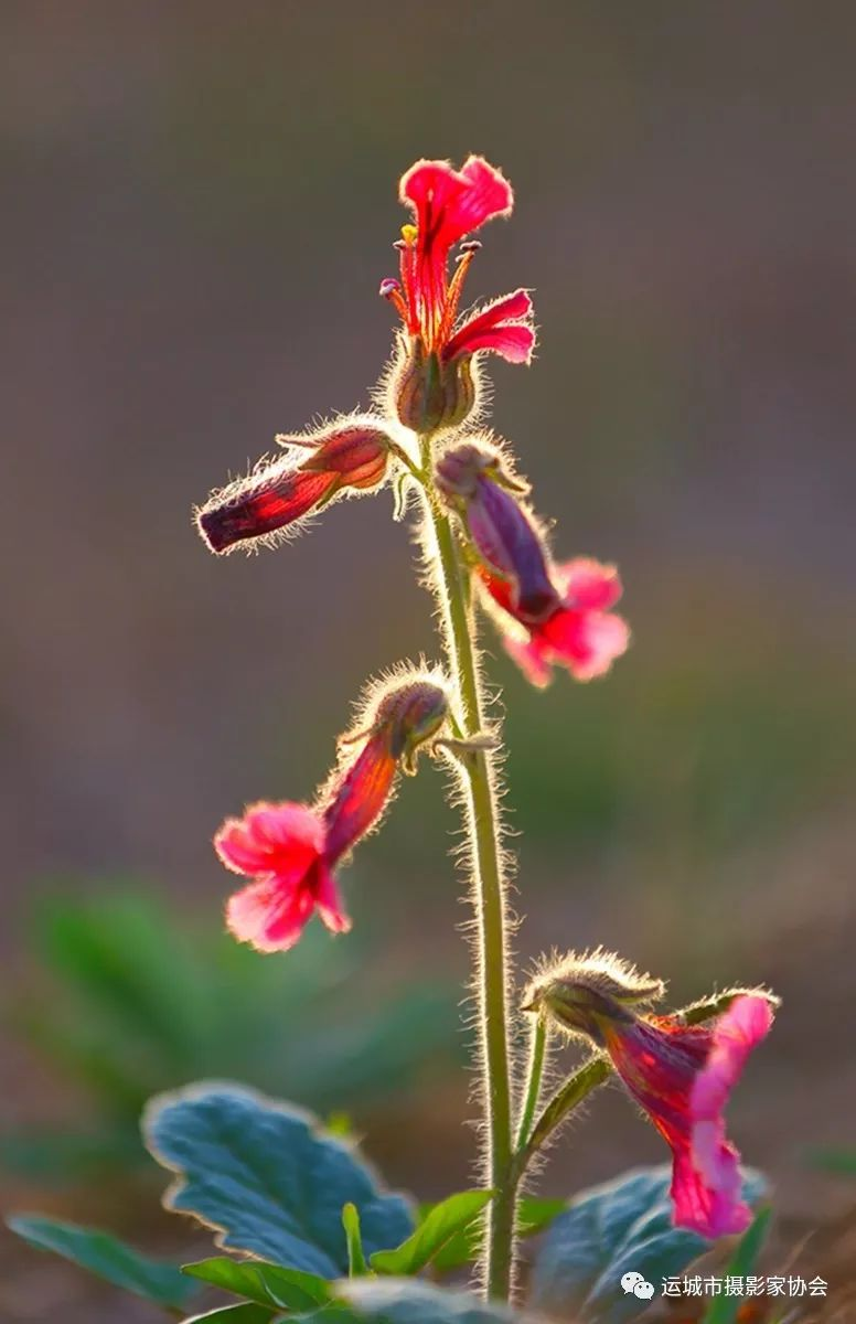 泡泡花_河东影像