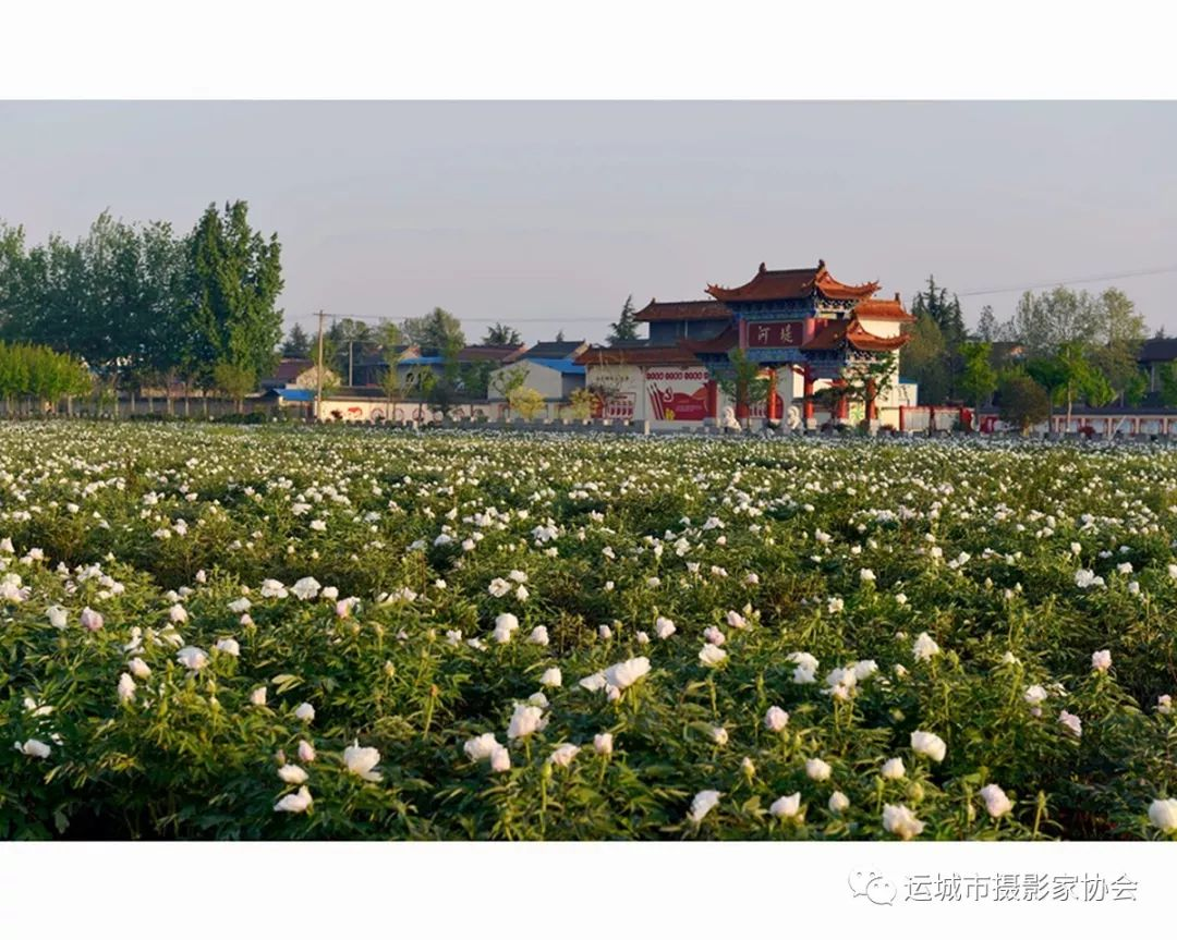 花海新农村 _河东影像