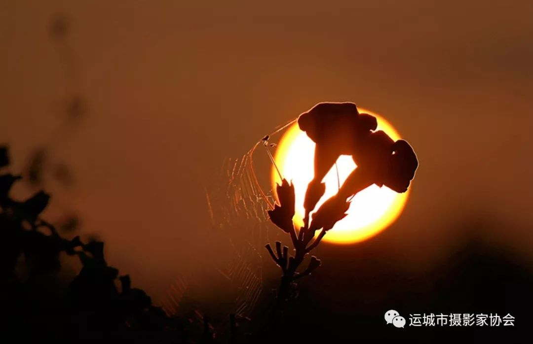 花之恋