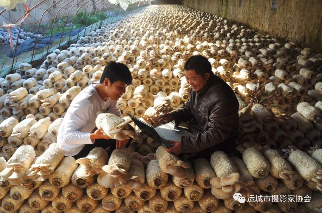 菇棚
