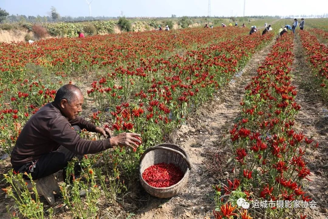 喜获朝天椒（组照） _扶贫篇