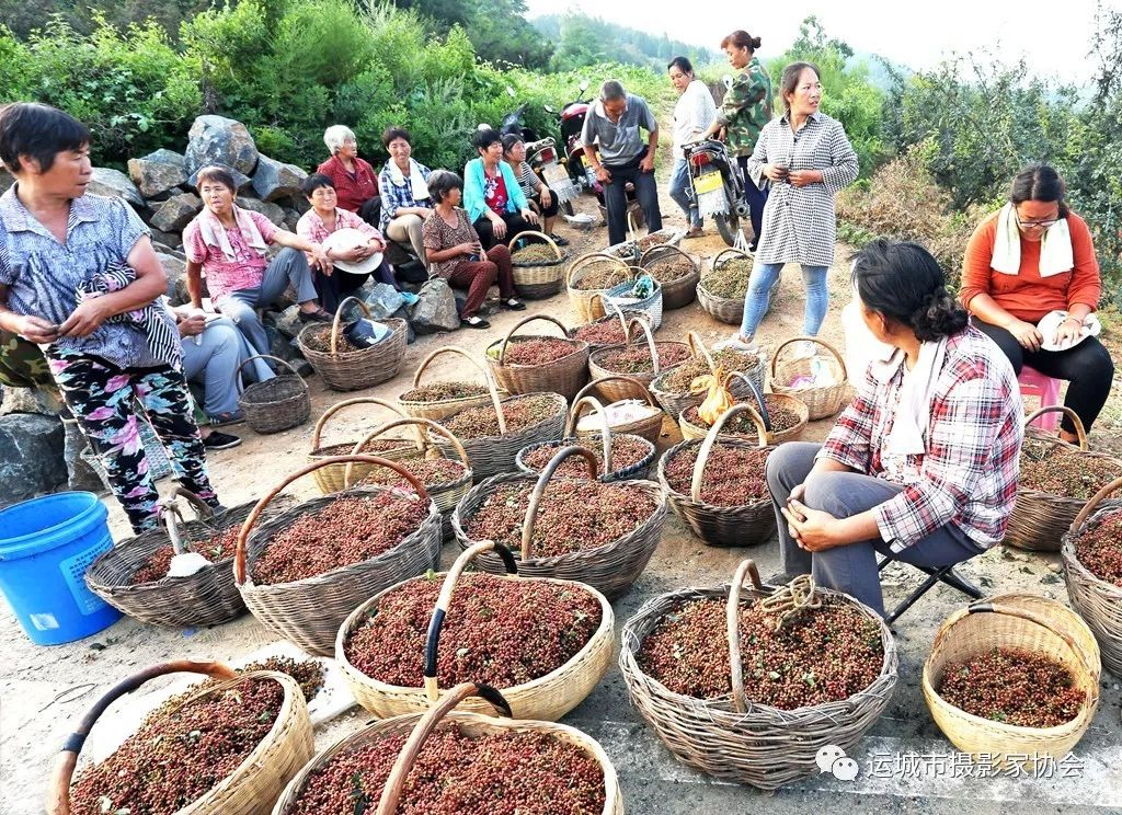 花椒富了山里人_扶贫篇