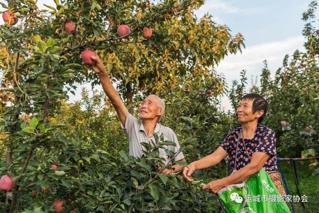 《优果苦寒来》（组照）_运城苹果篇