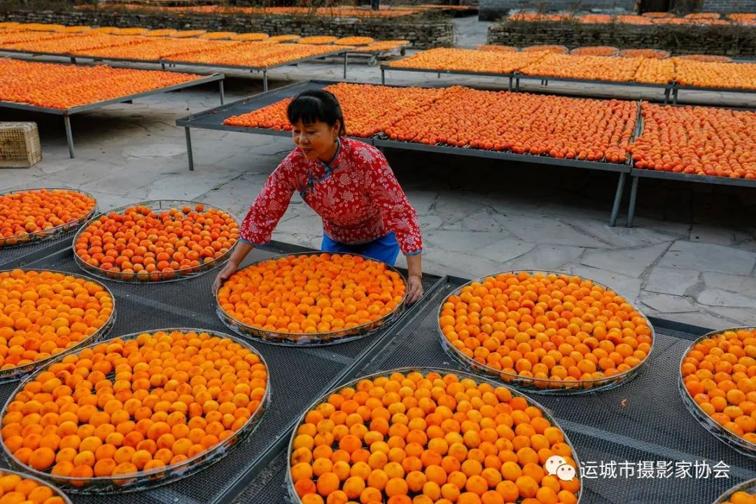 《岁岁年年柿柿红》（组照）_运城果业