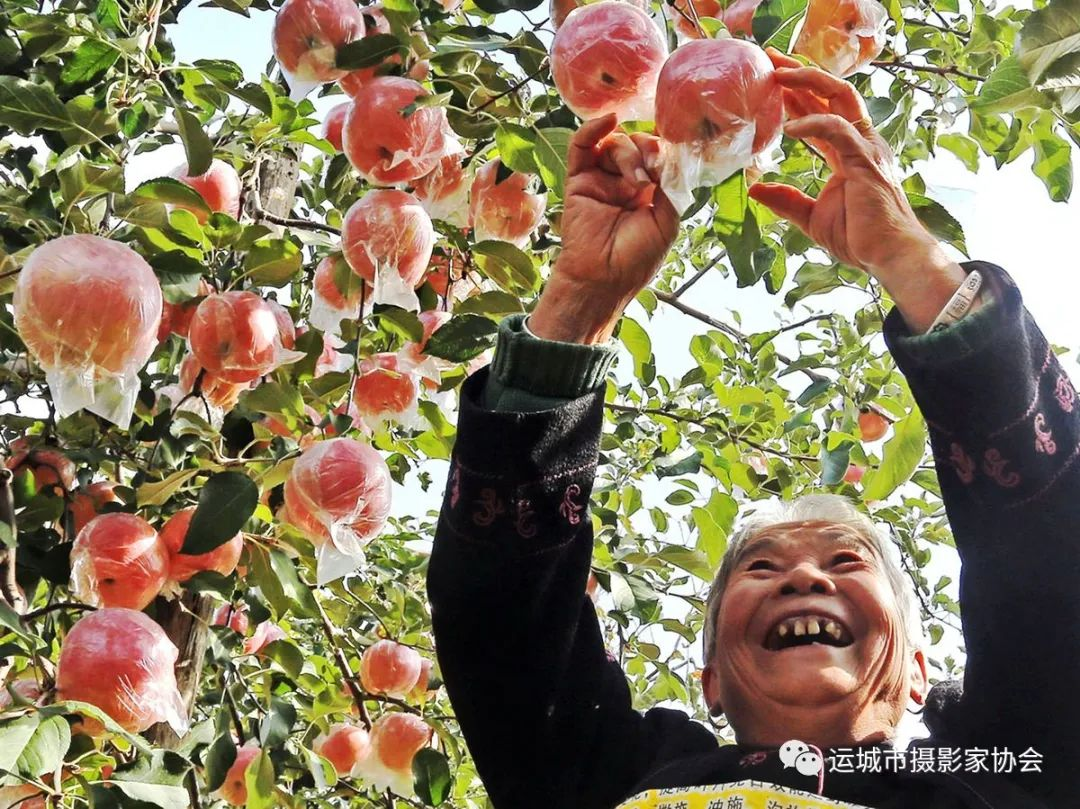 我娃今年又发了_运城苹果