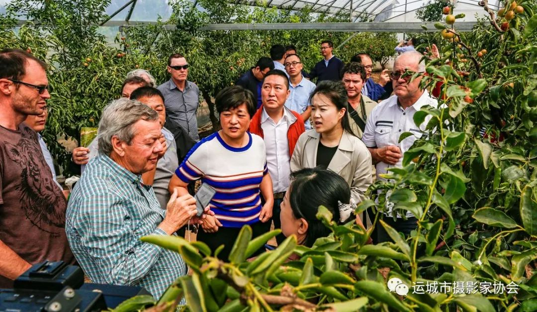 老外来到我枣园（组照）_运城苹果