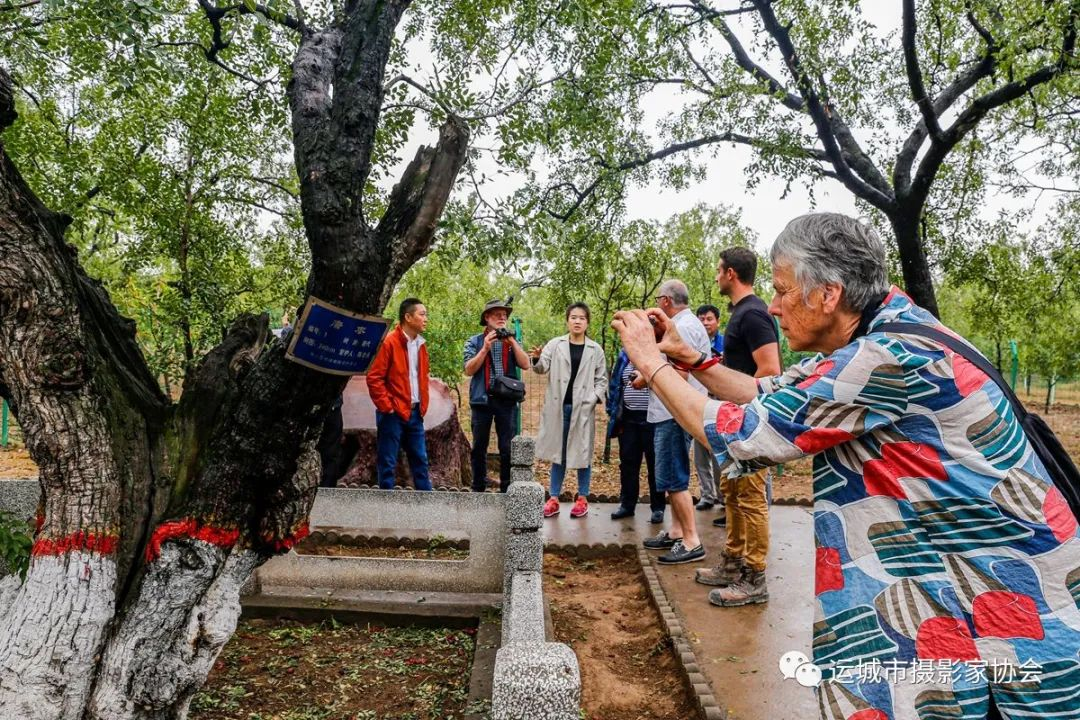 老外来到我枣园（组照）_运城苹果