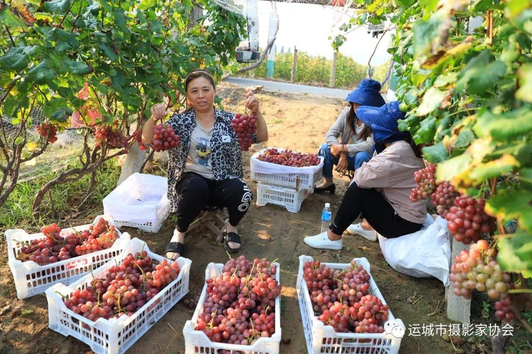 串串玛瑙串串香（组照）_运城苹果