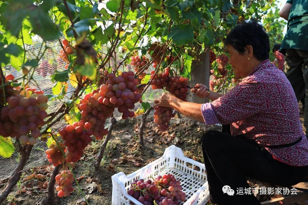 串串玛瑙串串香（组照）_运城苹果