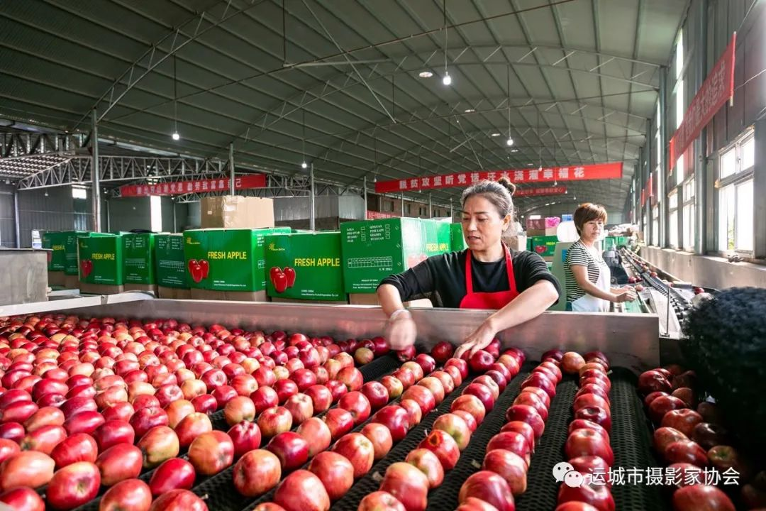 精挑细选出国门_运城苹果