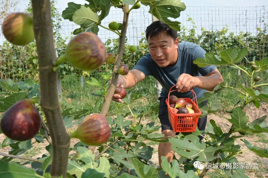 无花果变致富果_运城苹果