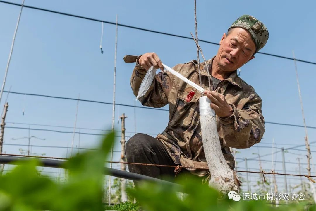 高接换优_运城苹果