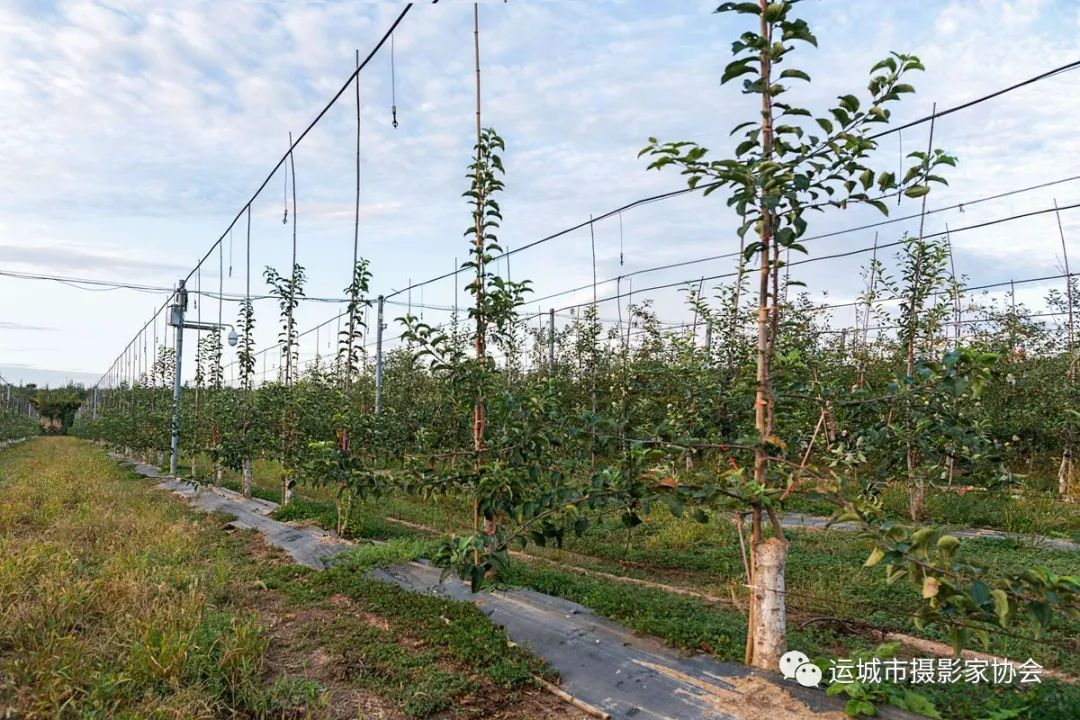 高接换优_运城苹果