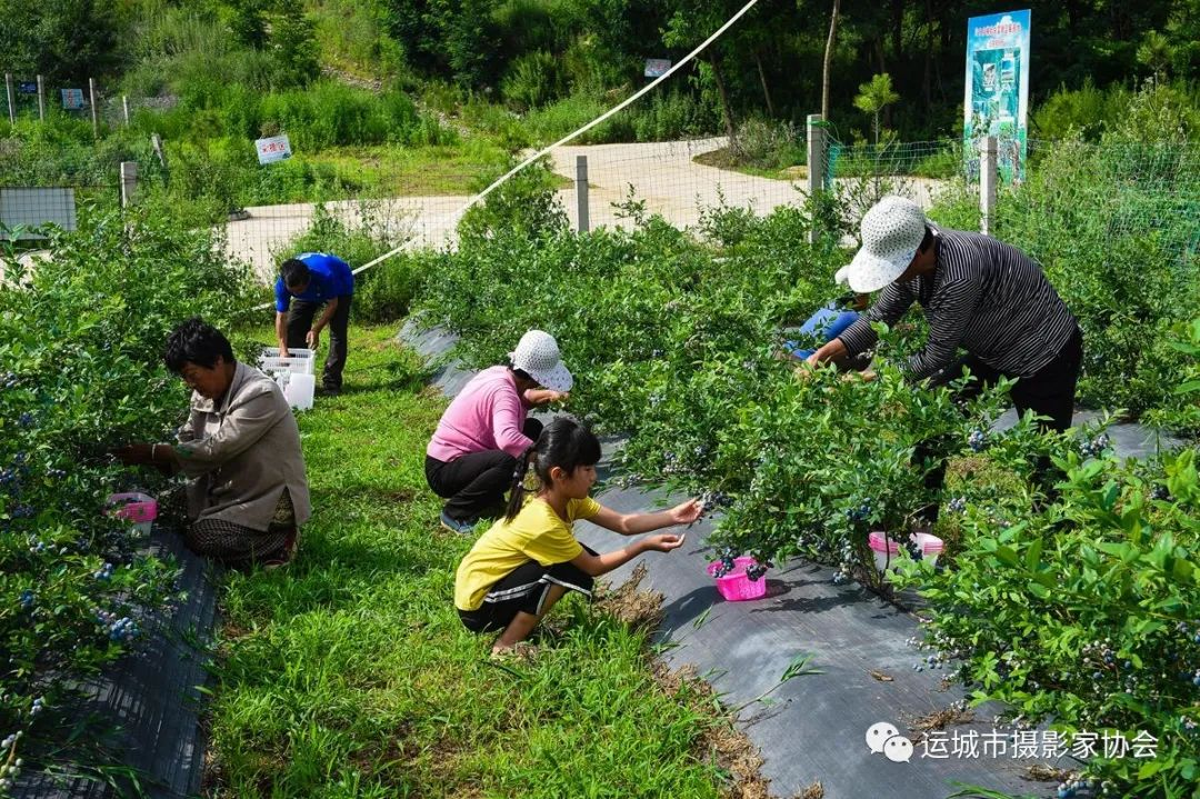 黄金果《富硒蓝莓》_运城苹果