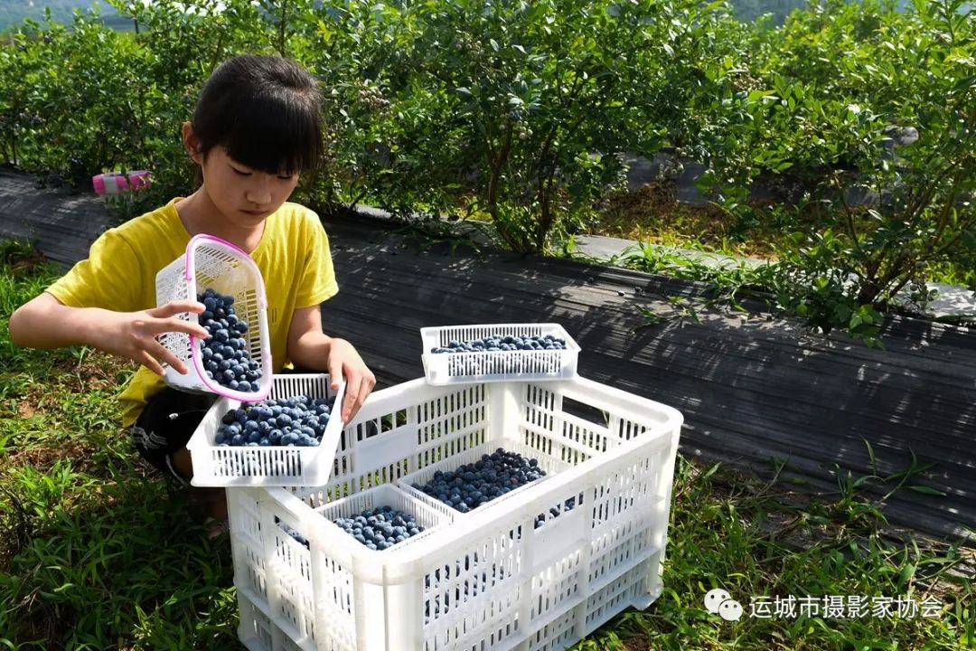 黄金果《富硒蓝莓》_运城苹果