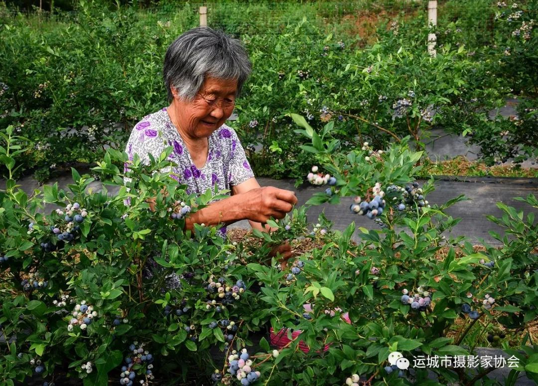 黄金果《富硒蓝莓》_运城苹果