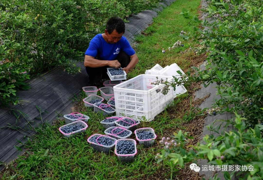 黄金果《富硒蓝莓》_运城苹果