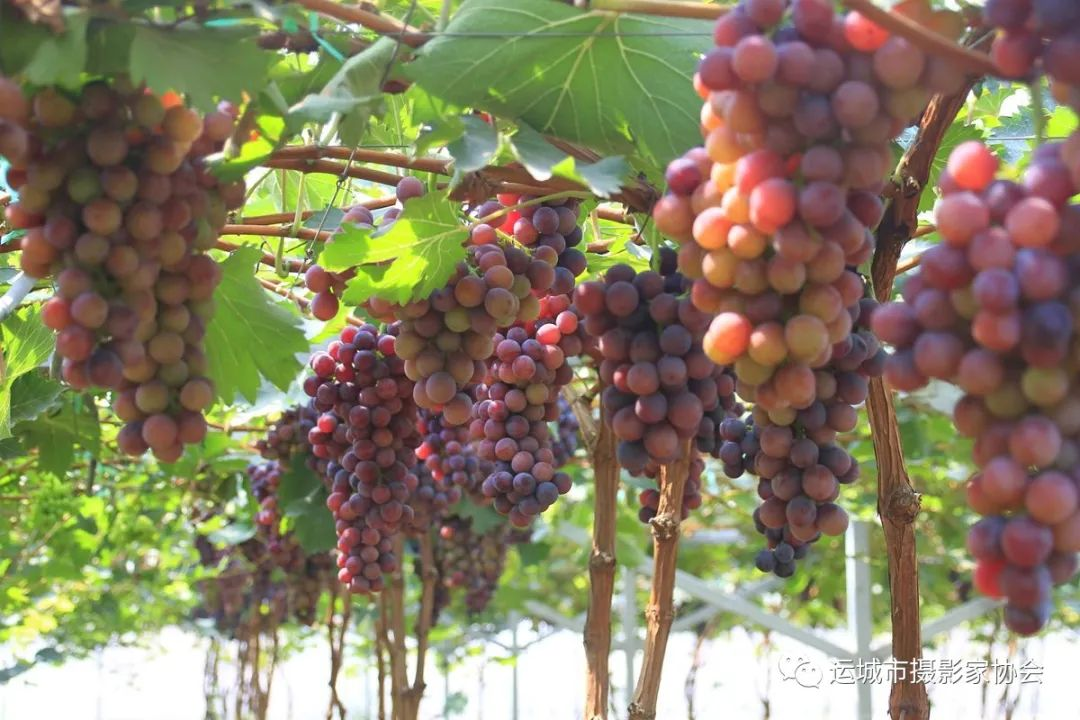 稷山滨河葡萄示范园_运城苹果