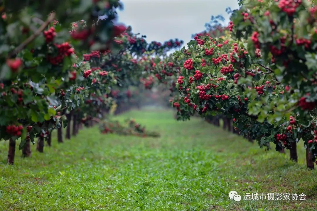 山楂树下_运城苹果