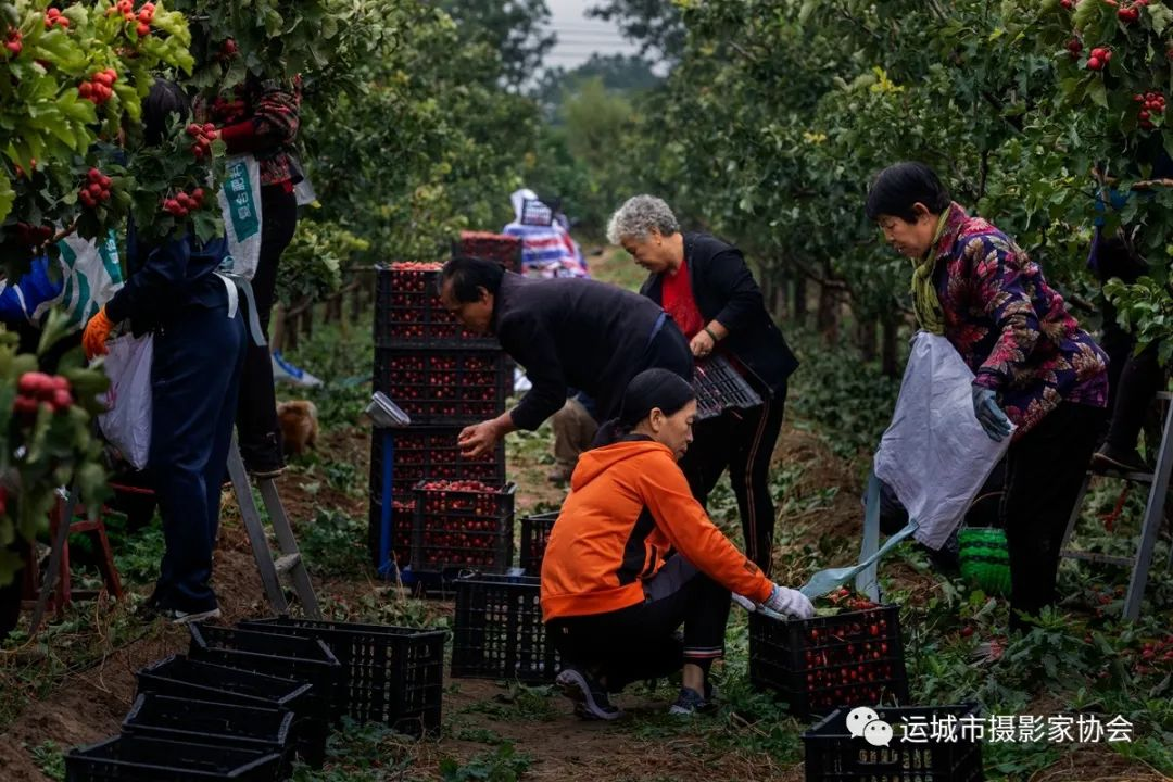 山楂树下_运城苹果