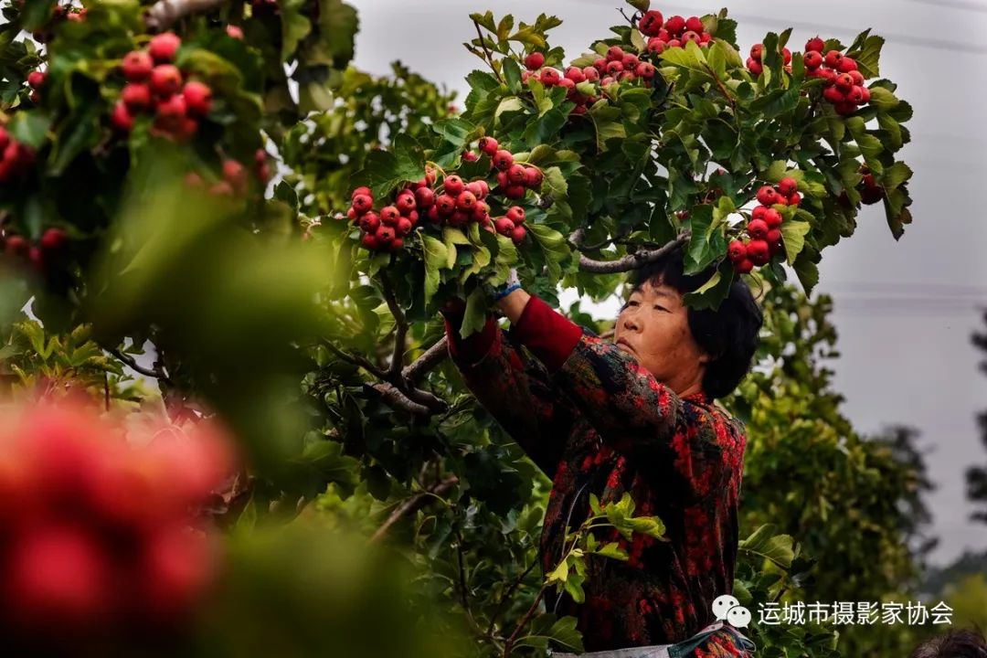 山楂树下_运城苹果