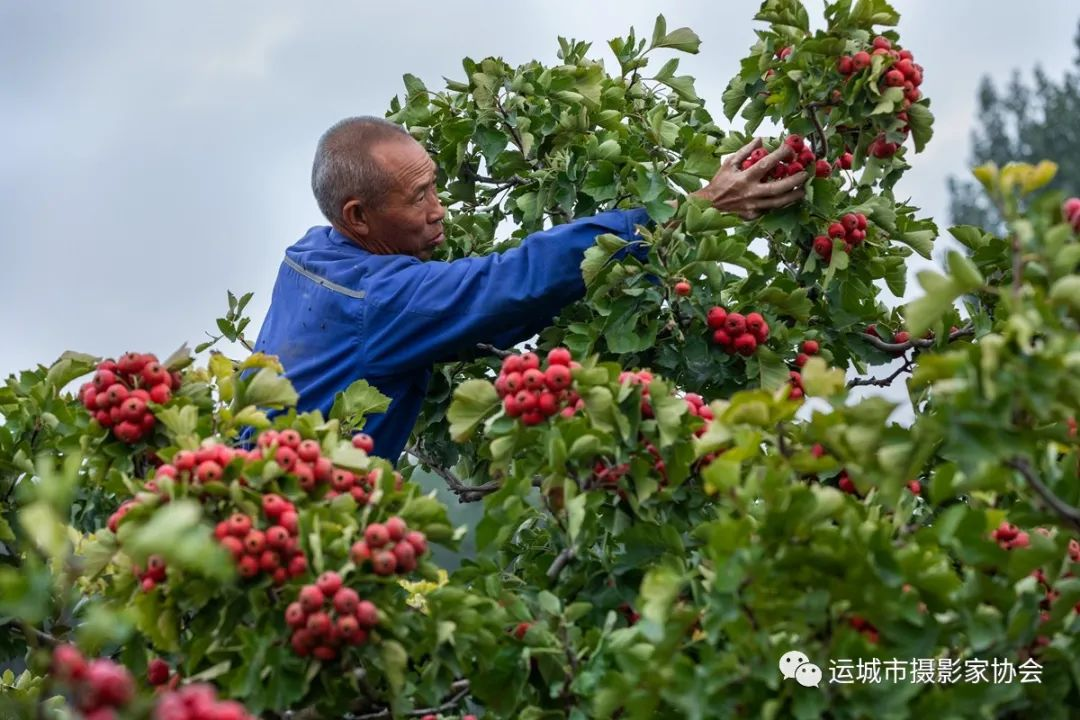 山楂树下_运城苹果