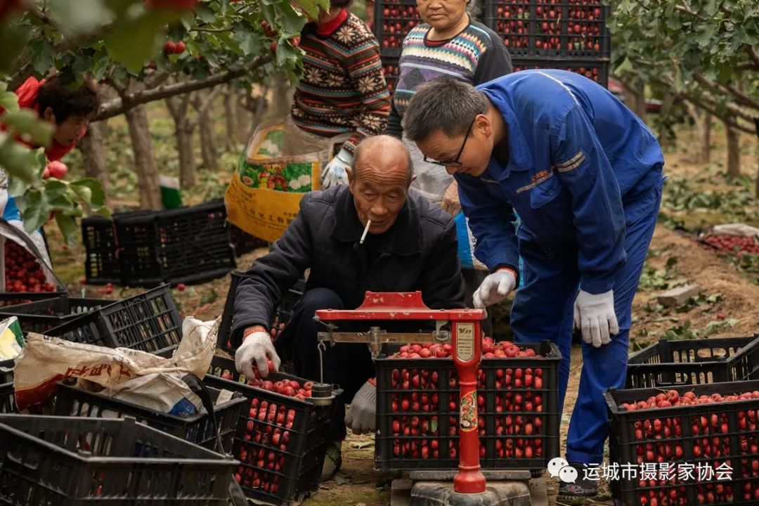 山楂树下_运城苹果