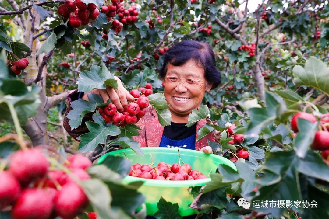 又是一个山楂丰收年_运城苹果