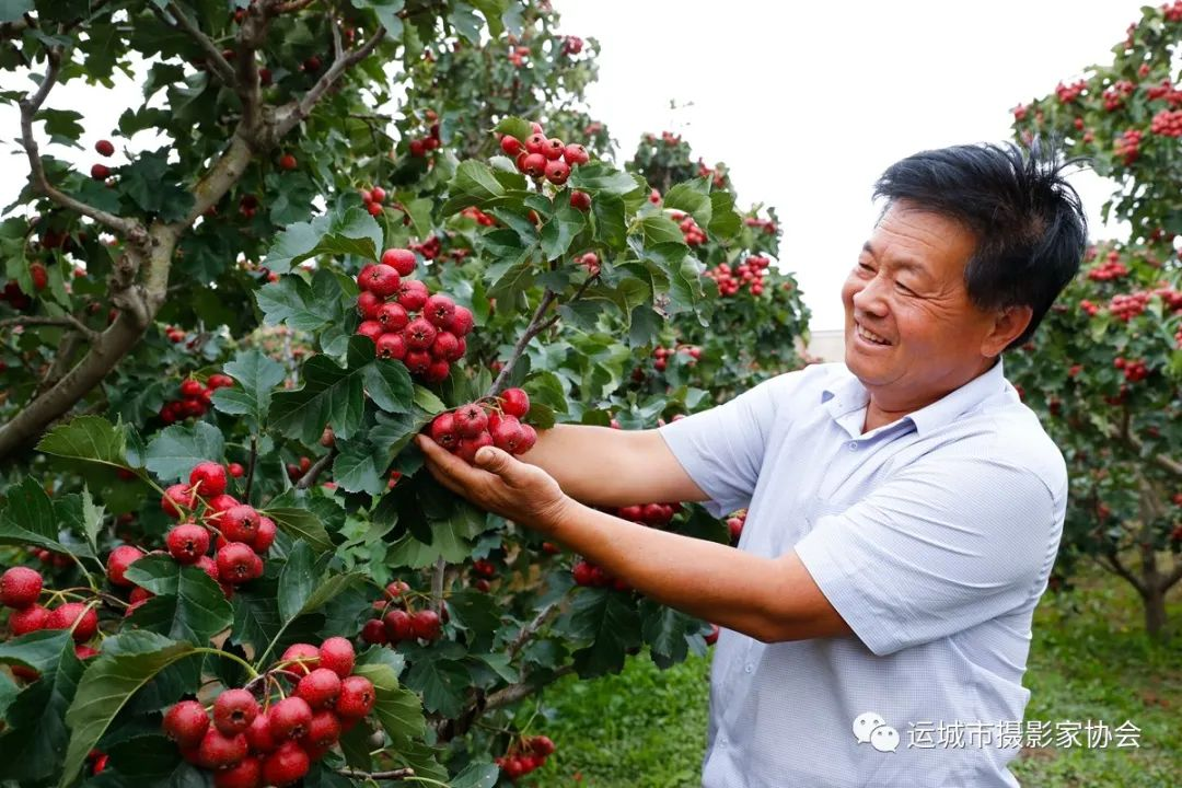 又是一个山楂丰收年_运城苹果