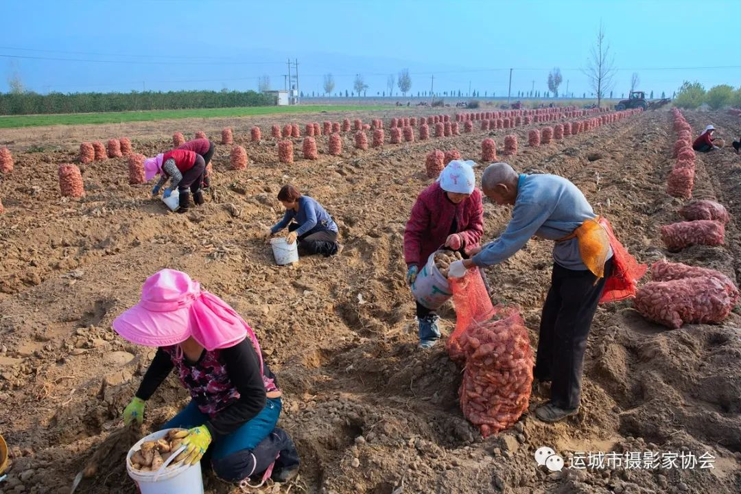 种地黄致富路_运城苹果