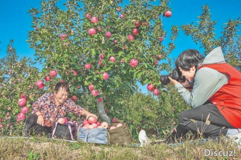 扩大万荣苹果美誉度，万荣县老年大学摄影班前往果园采风