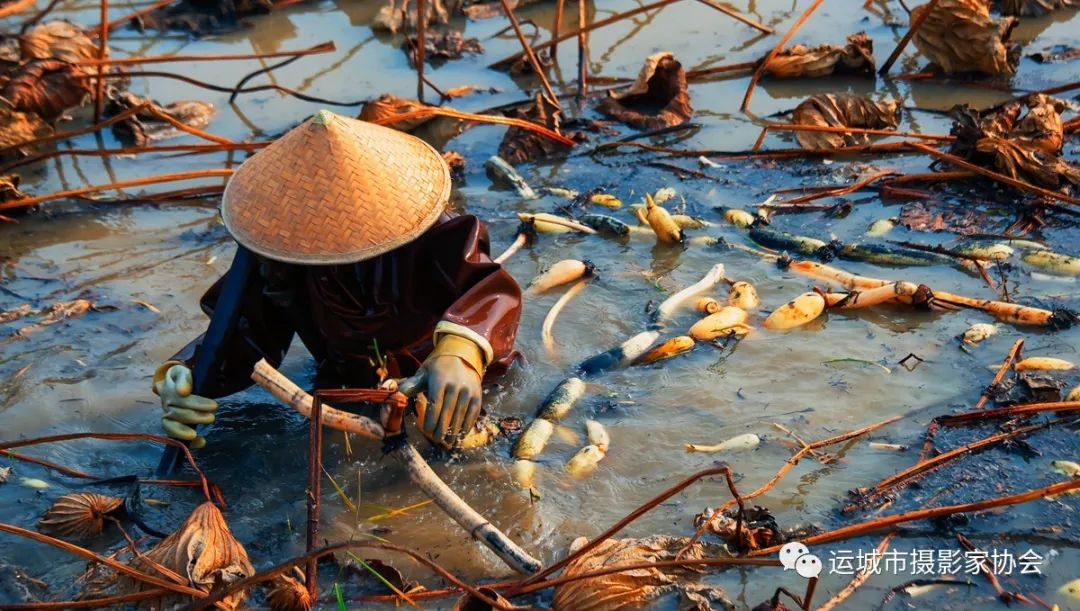 秋绘莲池丰收图（组照）  _河东影像