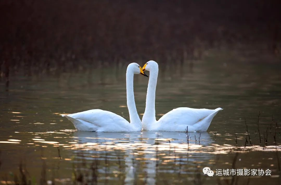 《天鹅舞金秋》（组照） _河东影像