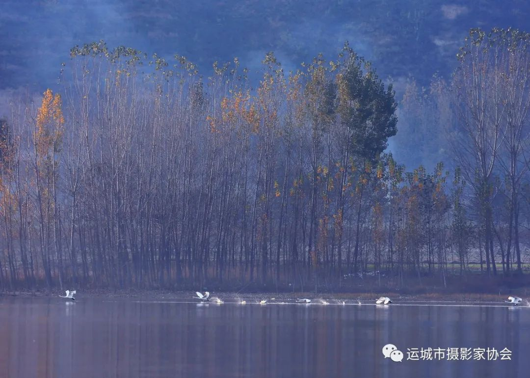 《天鹅舞金秋》（组照） _河东影像