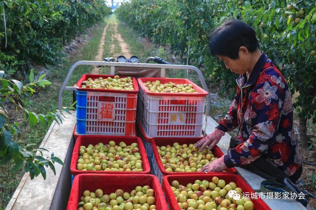 开张冬枣（组照） _河东影像