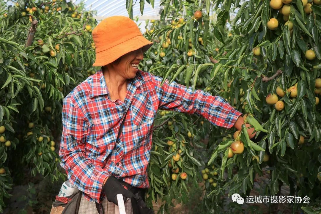 开张冬枣（组照） _河东影像